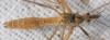 Tipula vernalis